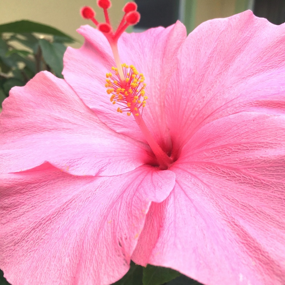 Meet your Posher, Juliana